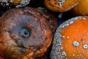 冰箱上层异味如何消除？有效去除异味的方法有哪些？