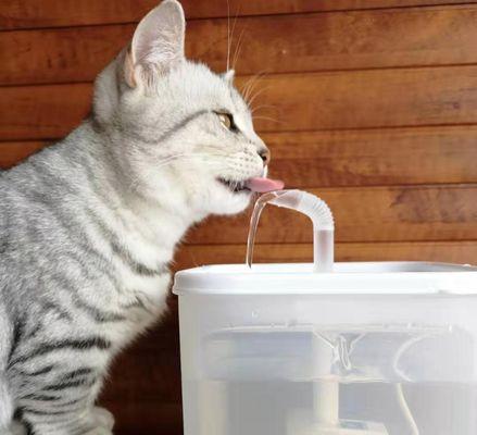 热水器水被猫喝后会中毒吗？原因是什么？