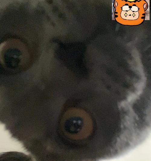 猫躲相机镜头的常见原因有哪些？